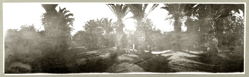 Bosquet de palmiers, vers 1917-18
